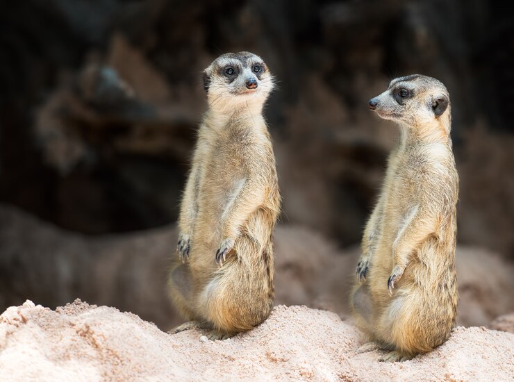 Photo cute couple meerkat standing on the ground