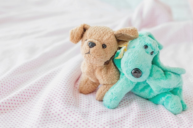 cute couple puppy on white background