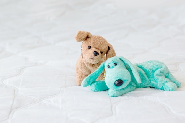 cute couple puppy on white background