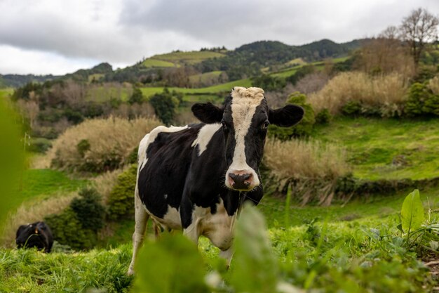 Foto una mucca carina al pascolo con l'erba verde le isole azzorre le montagne con il bestiame