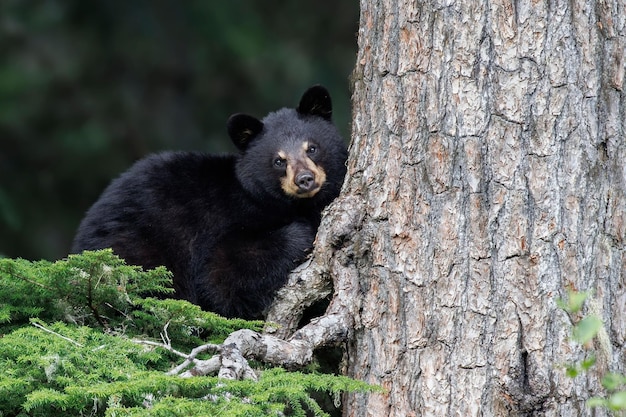 Cute cub of black bear standing next to a tree and looking at the camera