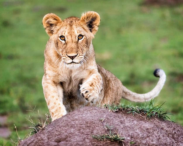 Photo cute curious african lion cub