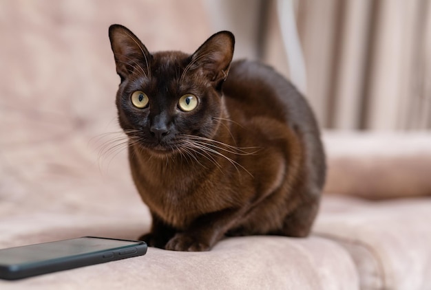 Cute curious cat indoors Beautiful brown cat lies on the couch in the house and looking at something