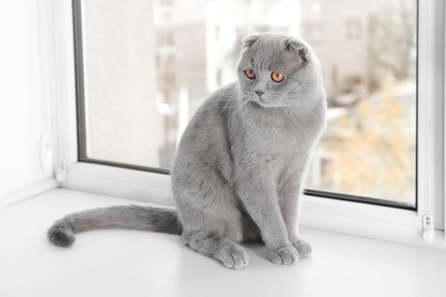 Cute curious cat resting on window sill at home