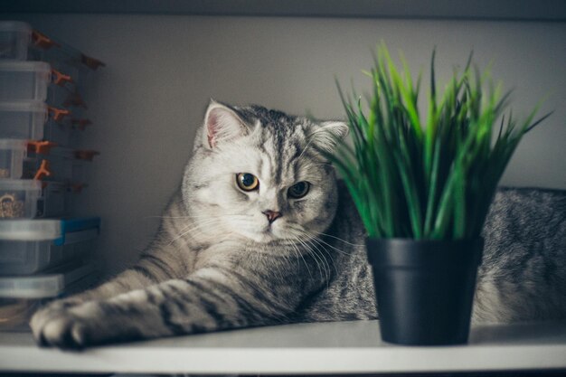 素敵なネコちゃんがお花の木の香りを嗅いでいます 素敵で健康な子猫のコンセプト 動物の世話 動物と猫の製品の広告コンセプト xA