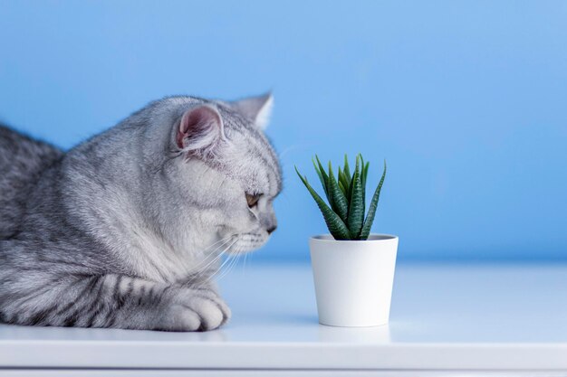 Cute curious little gray british kitten sniffs a potted plant succulent a healthy cute kitten