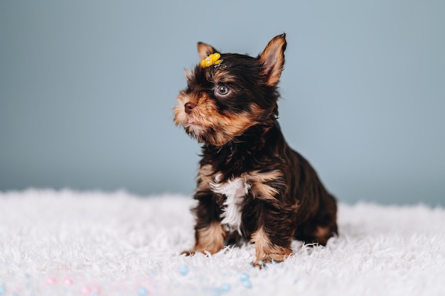 青いスタジオの背景にポーズをとっているキュートで好奇心旺盛な子犬ヨークシャーテリアの頭にヘアピン