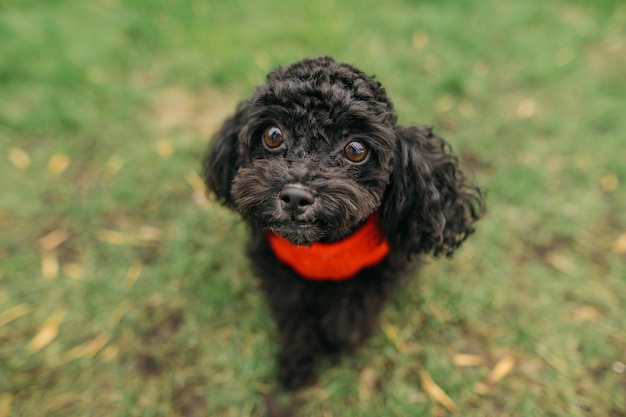 Cute curly dark dog breed toy poodle in red sweater sits on green grass and looks into the camera