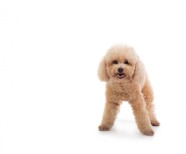 Cute curly-haired poodle