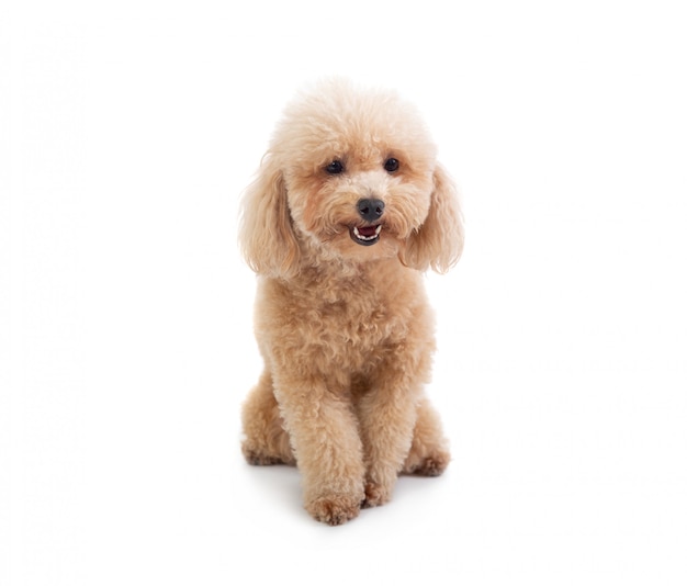 Cute curly-haired poodle 