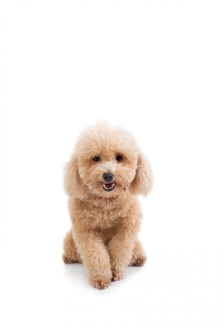 Photo cute curly-haired poodle 