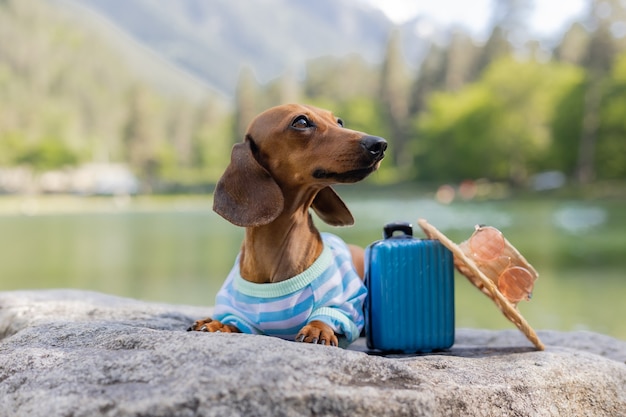 旅行中のかわいいダックスフント犬。サングラスをかけたダックスフント犬、麦わら帽子、夏服が海のスーツケースを持って水の近くに座っています。ペットとの休日。高品質の写真