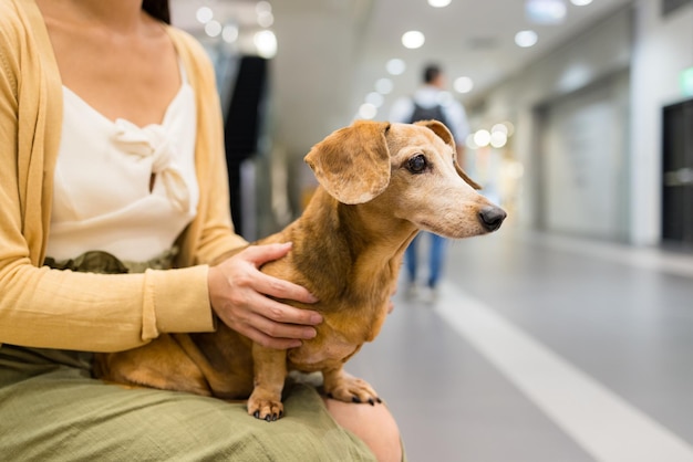 Cute dachshund dog in the shopping mall