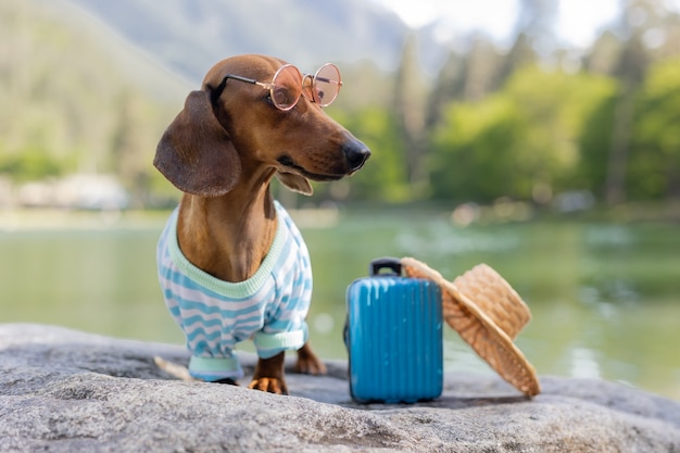 Cute dachshund dog on a trip. a dachshund dog in sunglasses, a straw hat and summer clothes is sitting near the water with a suitcase. holidays with pets. High quality photo