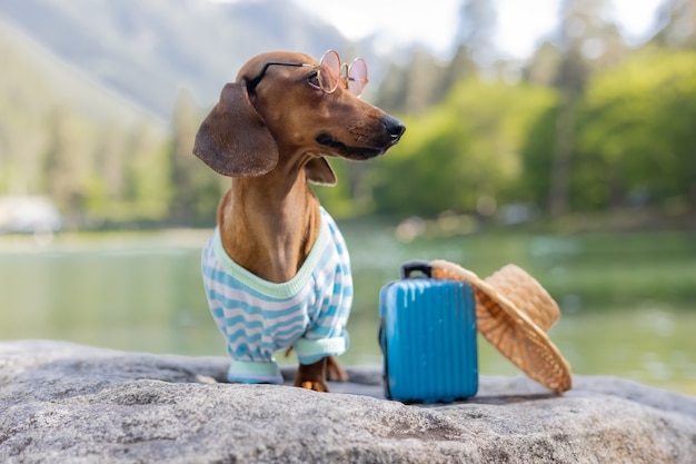 Милая собака такса в поездке собака такса в солнцезащитных очках, соломенной шляпе и летней одежде