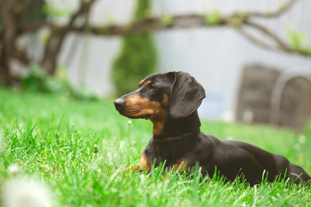 A cute dachshund in a lush spring garden