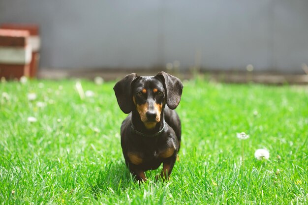 A cute dachshund in a lush spring garden