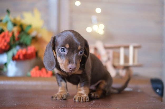 Simpatico cucciolo di bassotto sullo sfondo di un bouquet autunnale di foglie gialle