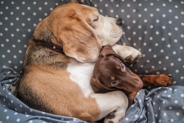 毛布の下の枕の上で一緒に寝ているかわいいダックスフントの子犬とビーグル犬