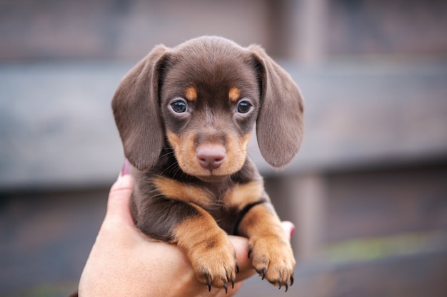 愛人の手にかわいいダックスフントの子犬