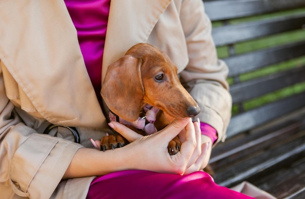 Cute dachshund puppy sitting in the arms of the hostess outdoors