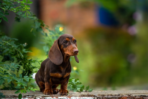 自然な背景に座っているかわいいダックスフント子犬