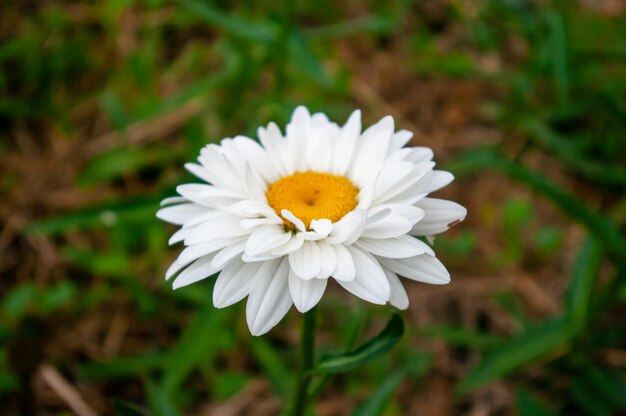 Foto dolci margherite nel mio giardino