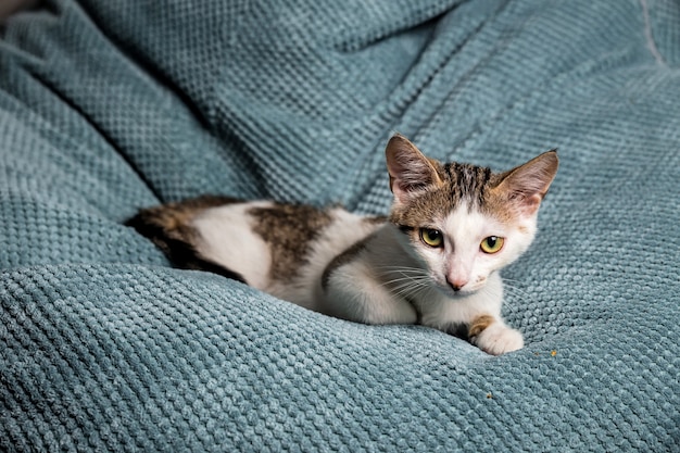 ソファーに黄色の目をしたかわいいまだらの子猫