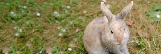 緑の草の背景にかわいい装飾的なふわふわウサギ バニー