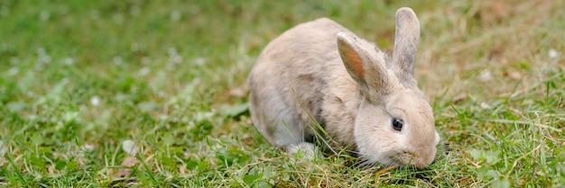 Cute decorative fluffy rabbit Bunny on green grass background Easter bunny Home decorative rabbit outdoors Cute little bunny Symbol of Easter and chinese new yearCelebration concept