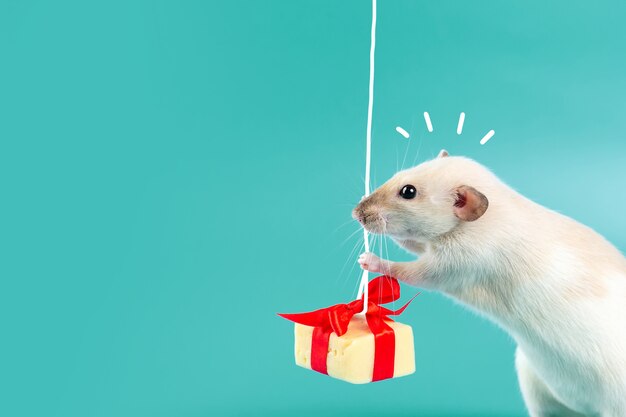 Cute decorative rat with cheese gift and red bow