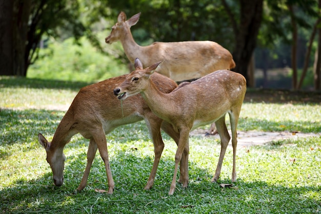 A cute deer grazing in khao kheow open zoo in thailand