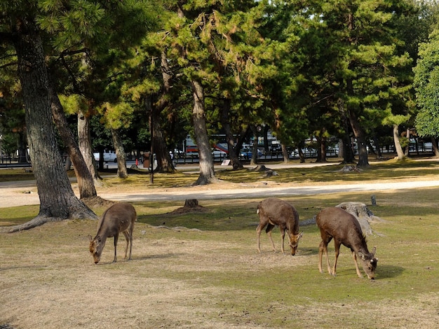 사진 일본 나라 의 귀여운 사