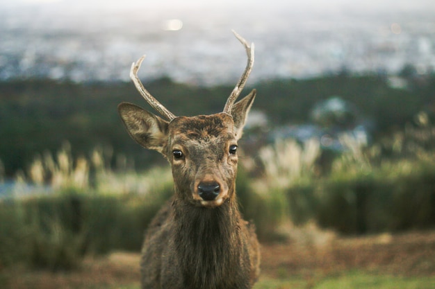 a cute deer is eyes contacting 