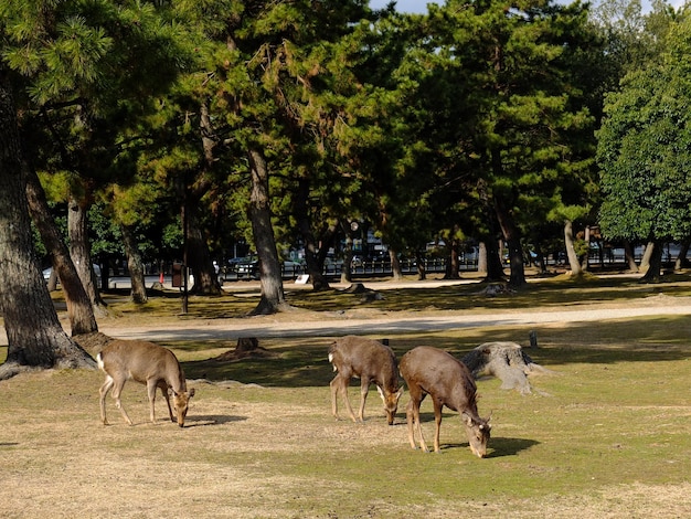 Photo cute deer in nara japan