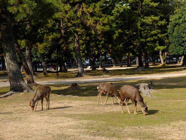 Photo cute deer in nara japan