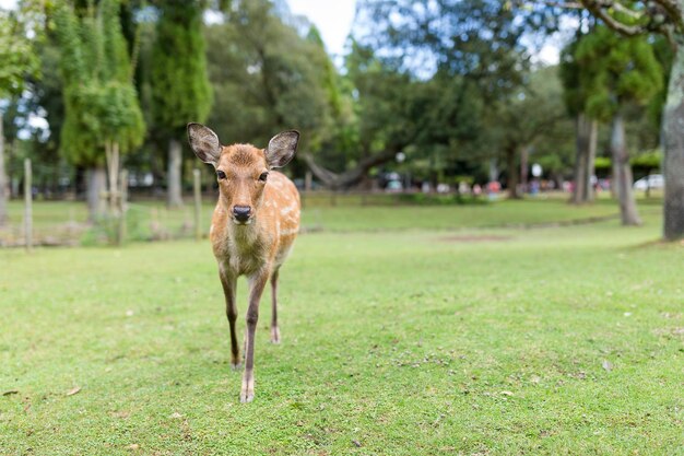 奈良公園のかわいい鹿