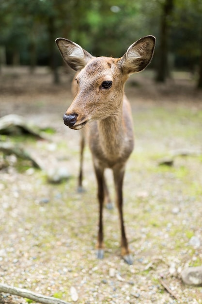 かわいい鹿