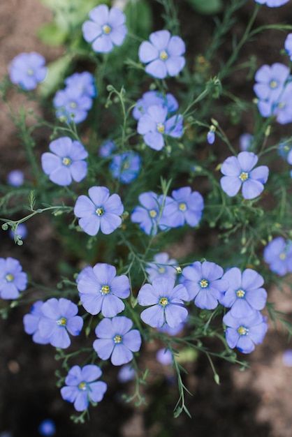 Cute delicate blue flax flowers in summer