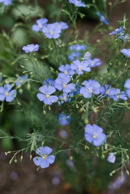 Graziosi fiori di lino blu delicati in estate