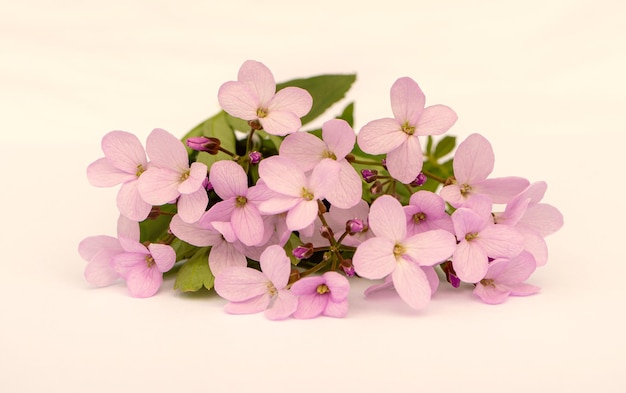 Cute delicate bouquet of pink spring flowers with copy space for design Flower composition