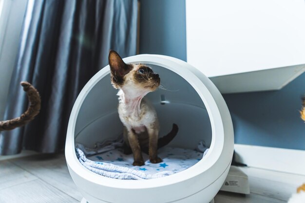 Cute devon rex cat sitting on its bed taking care of pets