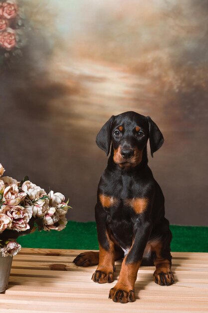 Cute Doberman puppy sitting on a wooden box near the flowers with copy space