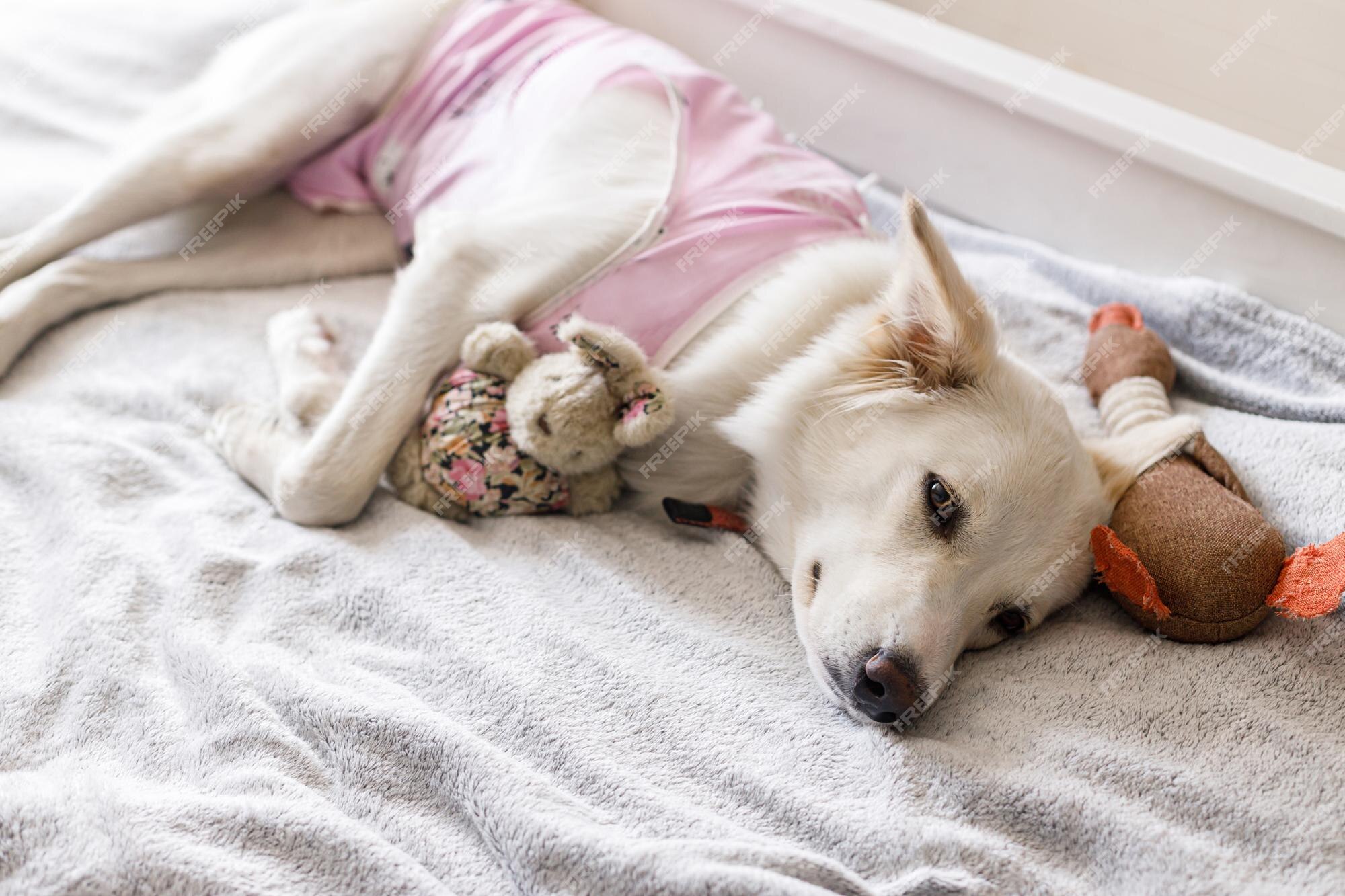 Premium Photo | Cute dog after spaying sleeping on bed with favourite toy postoperative care adorable white doggy in special suit bandage recovering after surgery pet sterilization concept Premium Photo | Cute Dog After Spaying Sleeping On Bed With Favourite Toy Postoperative Care Adorable White Doggy In Special Suit Bandage Recovering After Surgery Pet Sterilization Concept