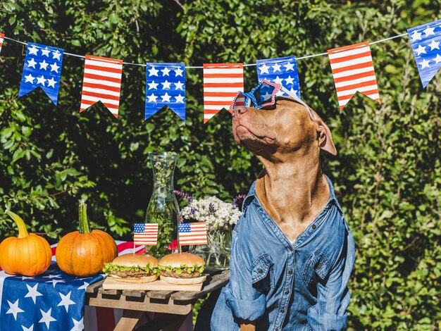 Cute dog American Flag two delicious hamburgers and homemade lemonade Care pets Closeup outdoors Day light Delicious food concept