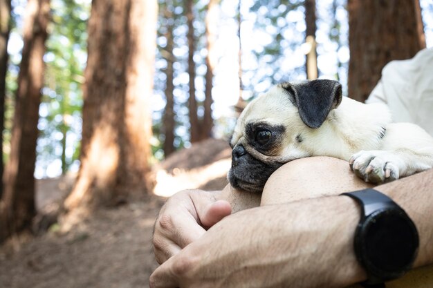 Cute dog in the arms of a young man in the forest