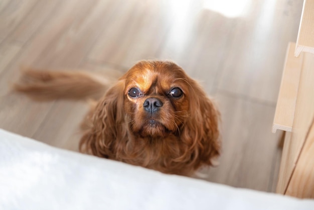 Cute dog asking and trying to jump into bed