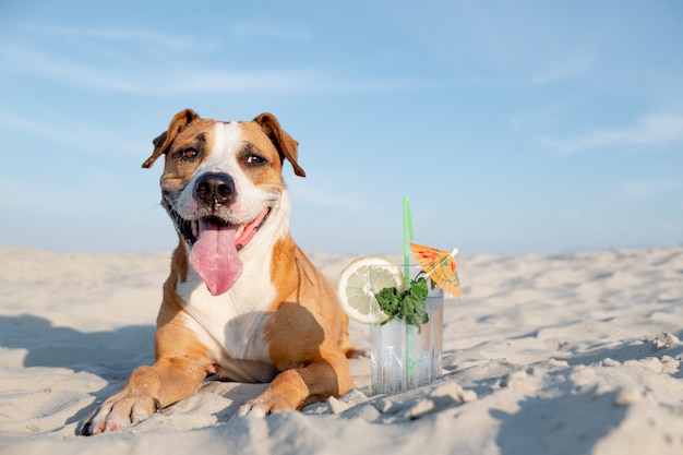 ビーチでのかわいい犬と冷たいカクテルドリンクのグラス。