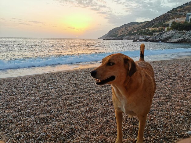 Foto cane carino su una spiaggia al tramonto