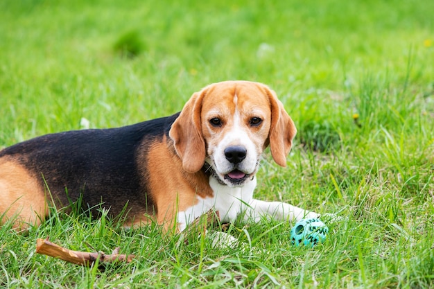 A cute dog beagle is lying on the green grass in a summer meadow